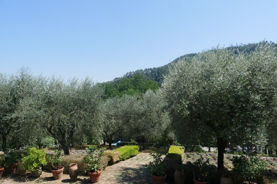 Olivenbäume umgeben das Ferienhaus Macennere in Lucca