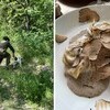 La Melusina Truffle