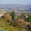 il faggeto R8865-D