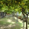 Castiglione Ravello-Area Amalfi-Coast Villa di Castiglione gallery 039 1613674845