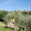 Ferienhaus Magrini inmitten der Olivenbäume bei Lucca in der Toskana