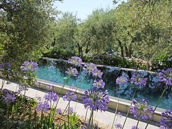 Pool of Villa Macennere in Tuscany surrounded by olive trees